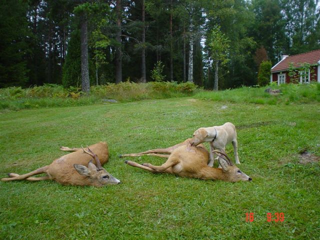 Palle og Helge. Sverige 2004